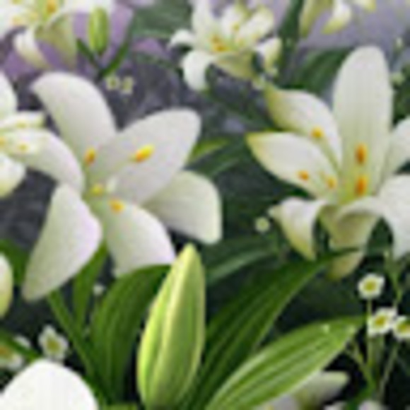 liliialily66